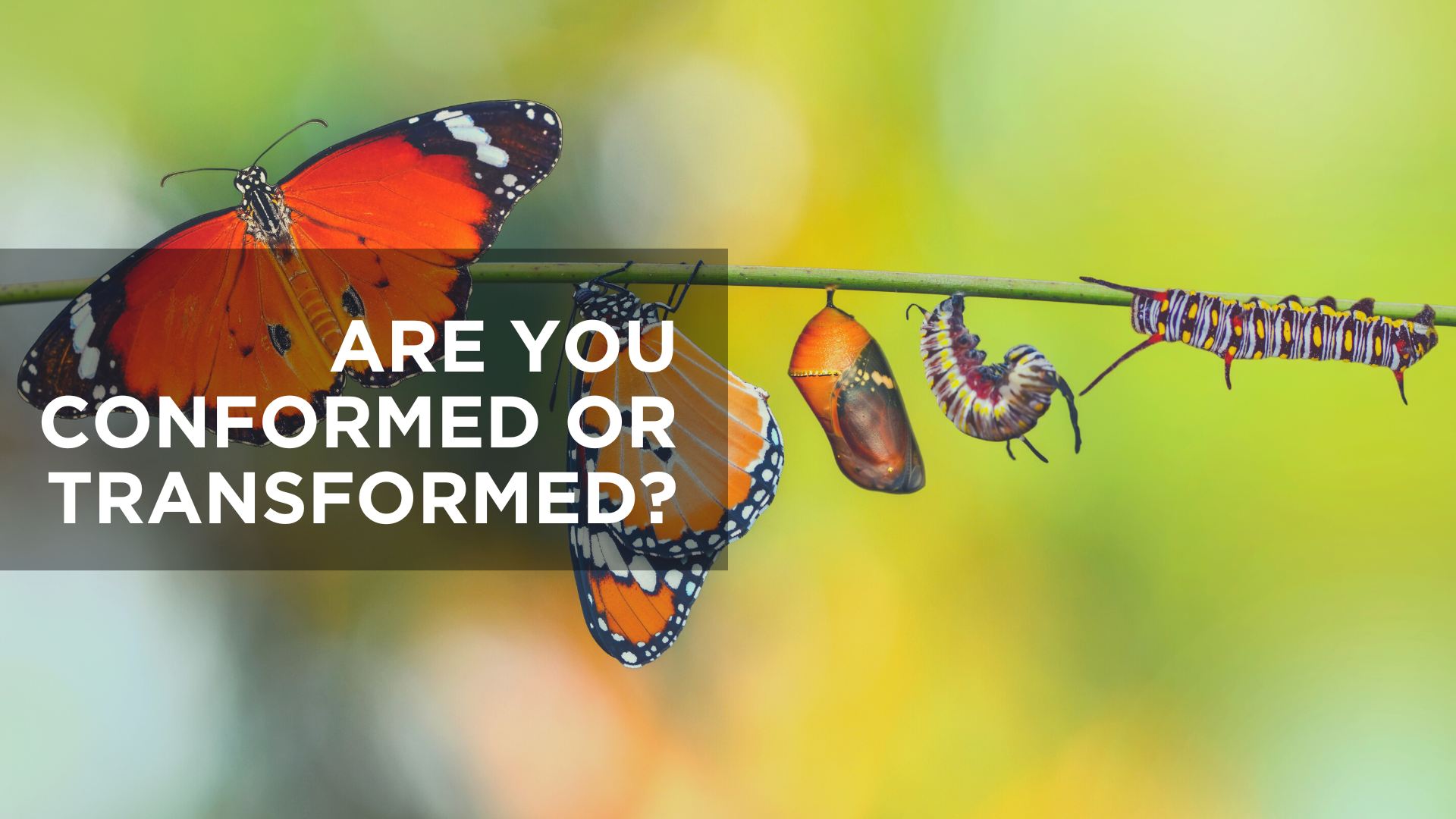 Are You Conformed or Transformed?