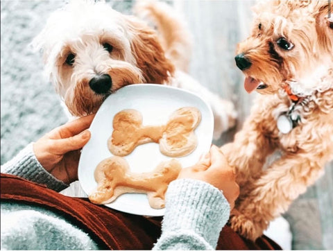 Dogs eating pancakes!