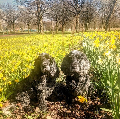 Cocker Spaniels with Daffodils