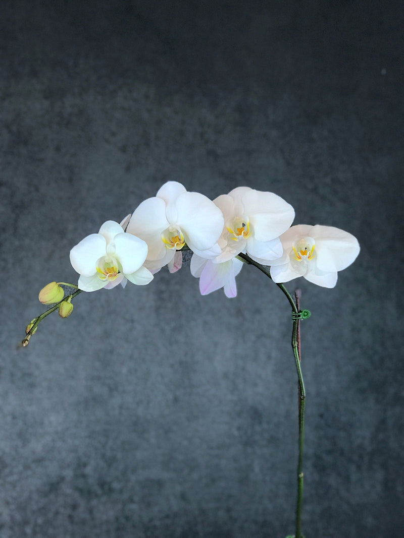 PHALAENOPSIS ORCHID WHITE | Elegant Flowers | Online Flower Delivery |  Dubai | UAE – elegantflowers