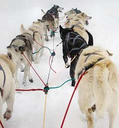 sledding-team