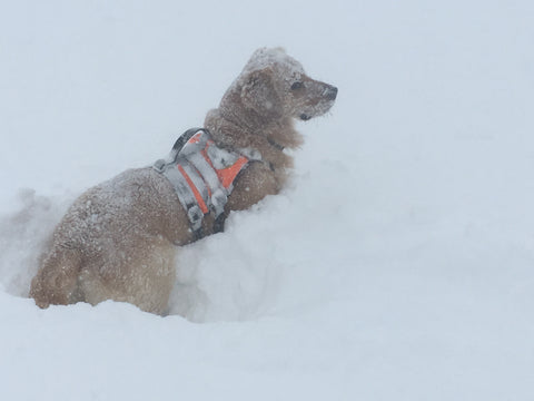 sledding-team