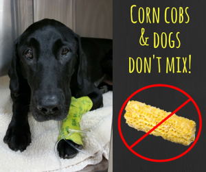 corncobdog