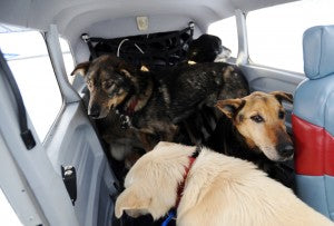 dogsonplane