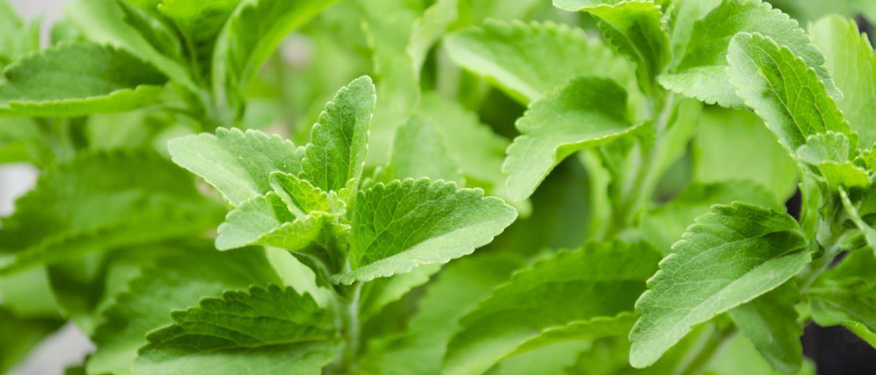 What Is Stevia Safety And Benefits