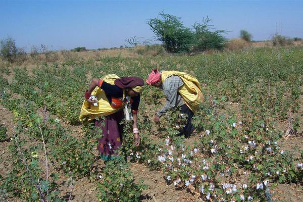 Kala Cotton Initiative