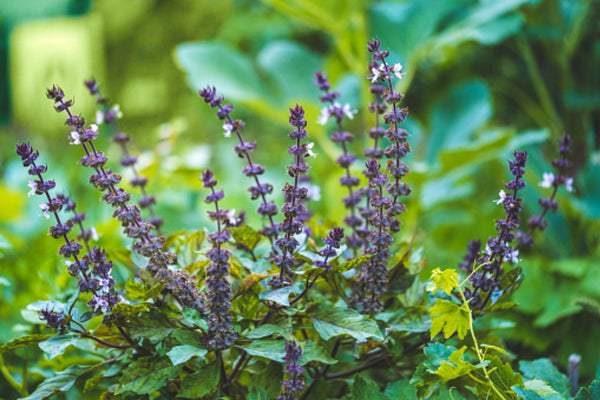 Bennd Tulsi Ayurveda