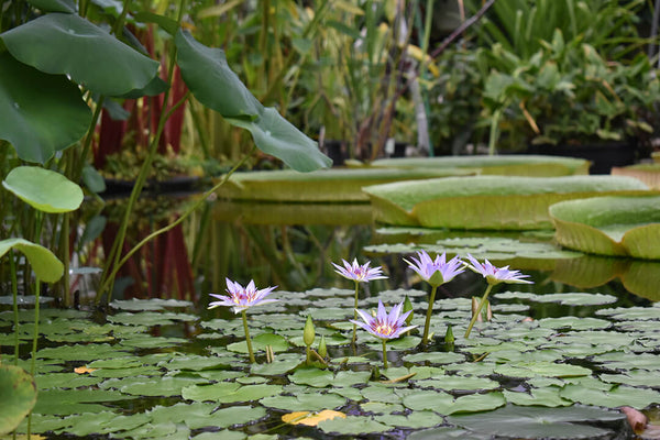 Botanical Garden