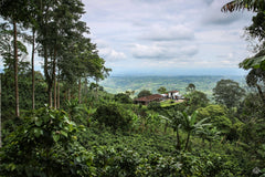 2015 - THE FARM & THE FRESHEST OF POTS flight coffee