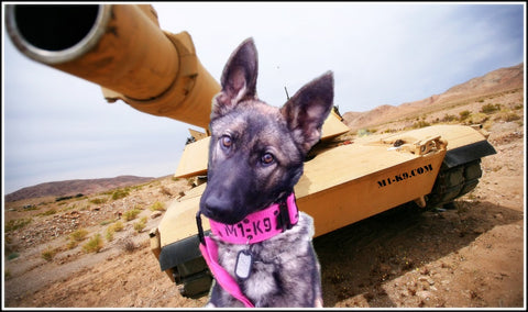 Tactical dog collar, tactipup, military dog collar, big dog collar, large breed, military dog tags