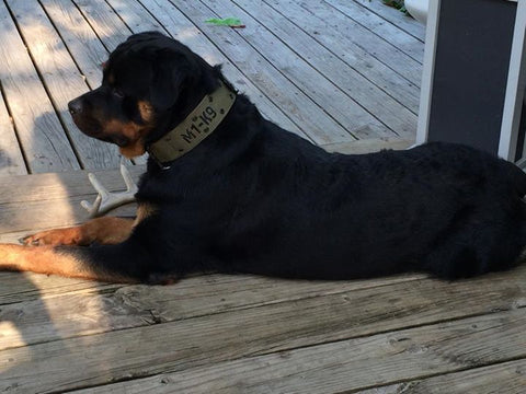 Tactical dog collar, tactipup, military dog collar, big dog collar, large breed, military dog tags