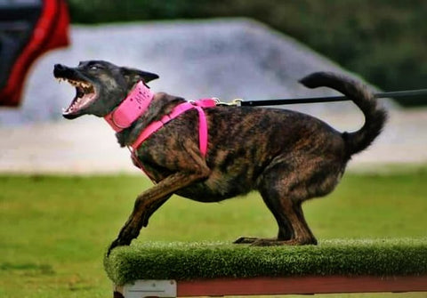 awesome dog collars, tactical dog collars, pink dog collars, wide dog collars, durable dog collars