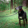 mistylaurel Reflective Sports 6' Leash Leash mistylaurel BELTS