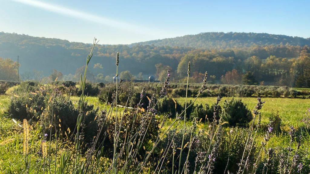 Fields of lavender at the Warwick Furnace Farm