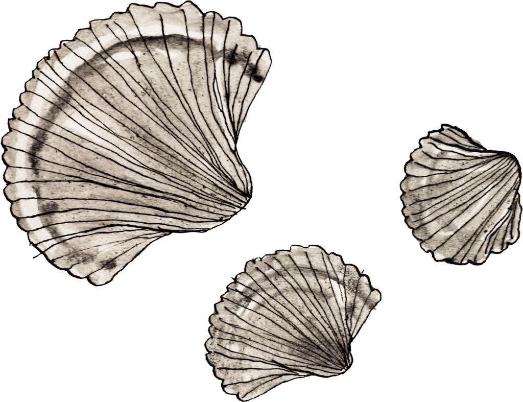 hand drawn shells, set of three, by margaux kent