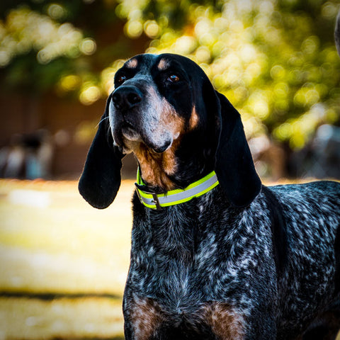 Blue Tick Coonhound