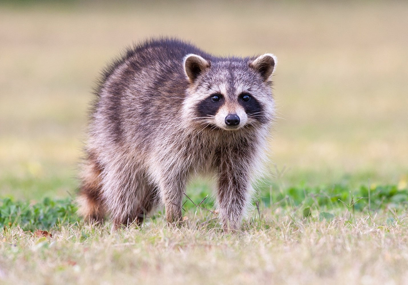 A raccoon walking in the grass Description automatically generated with medium confidence