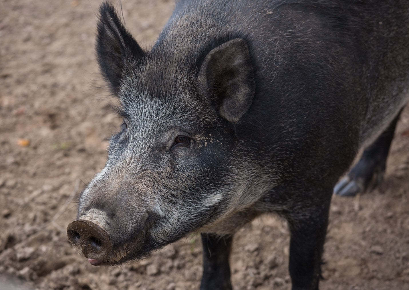 A picture containing ground, mammal, outdoor, swine