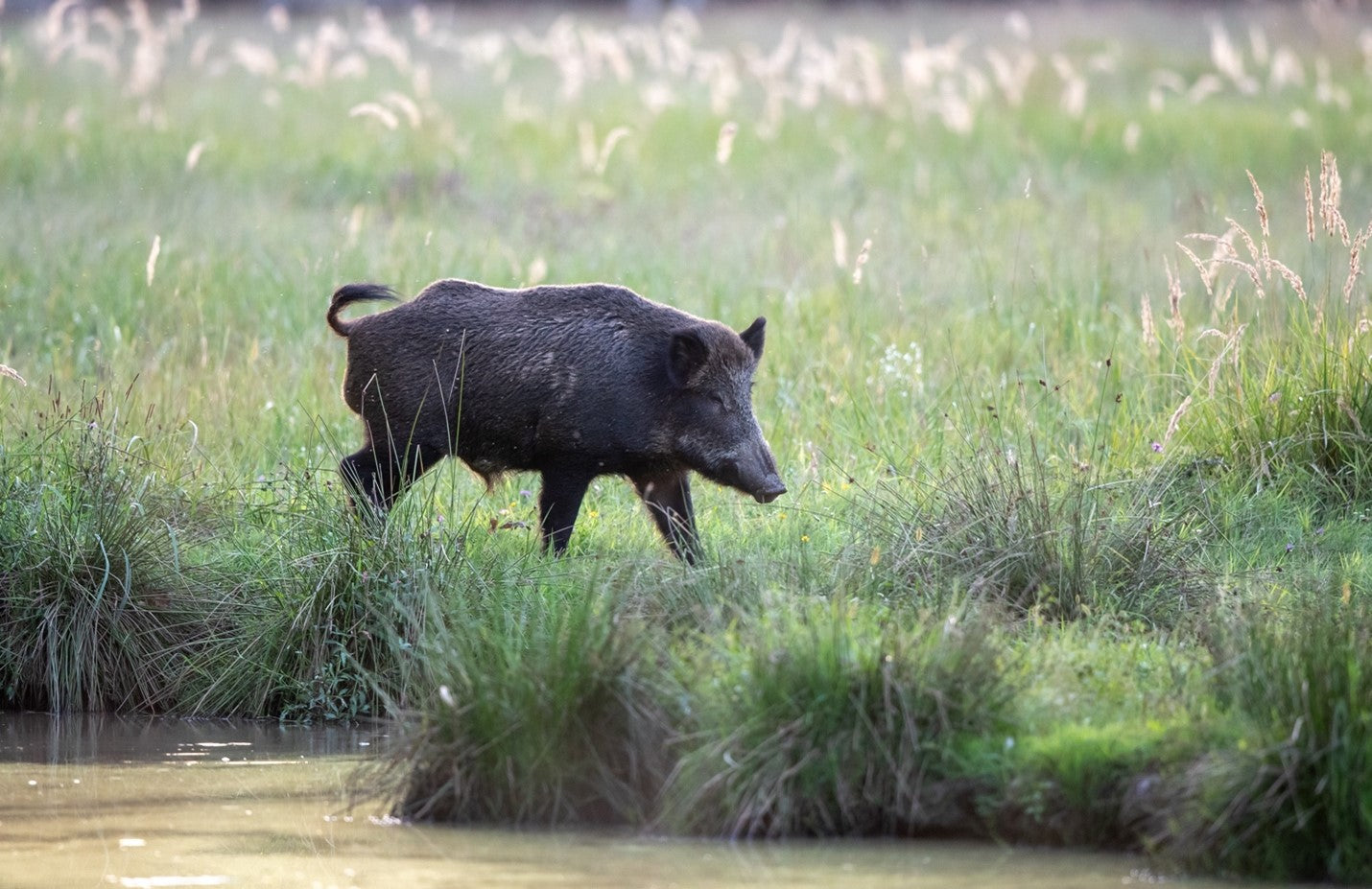 A picture containing grass, outdoor, mammal, field