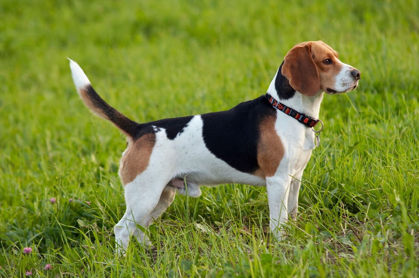 A dog standing in grass Description automatically generated with medium confidence