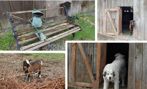 A few of the residents at Farmer Frog in Woodinville, WA.