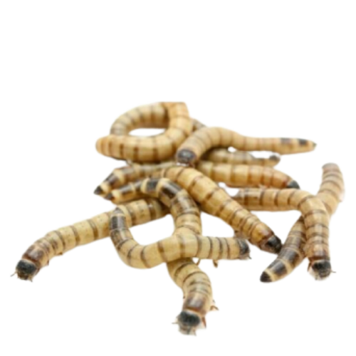 Live Waxworms, Wax worms Fishing, Reptile Feeders, Free