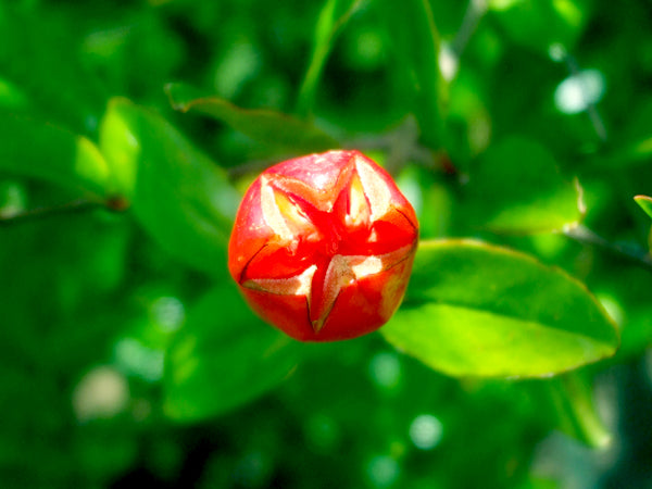 Pomegranate flower bud