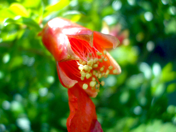 Pomegranate flower dropped off