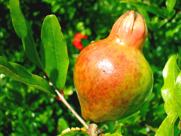 Pomegranate tea option from Informal Tea