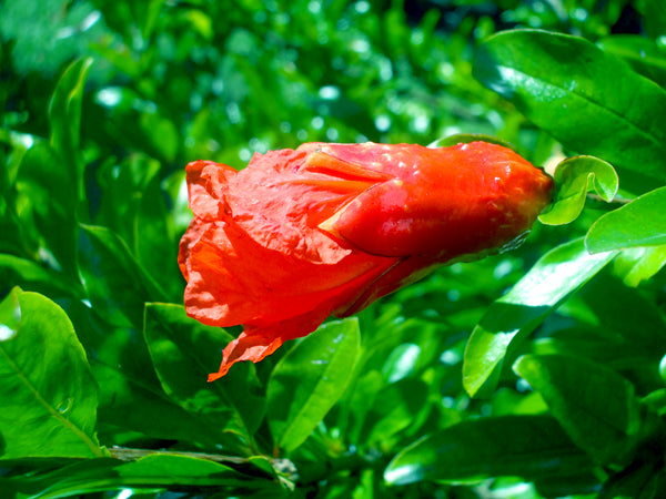 Pomegranate flowers are like flames