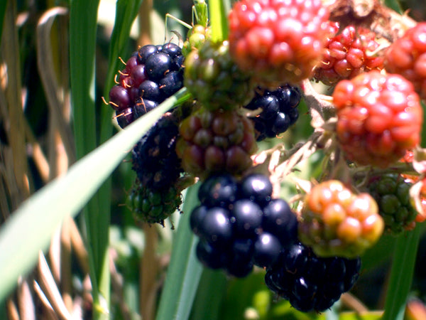 Wild Blackberry tea idea for Informal Tea Co.