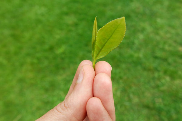 spring tea leaf bud