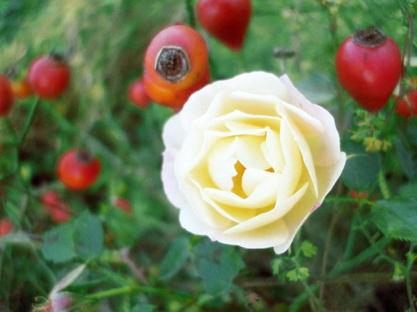 rose with rosehips 