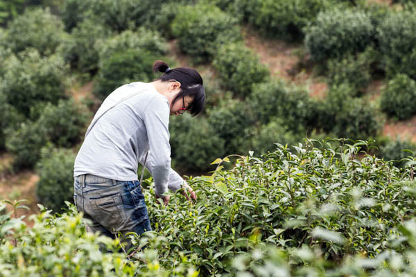 picking eco conscious tea in china