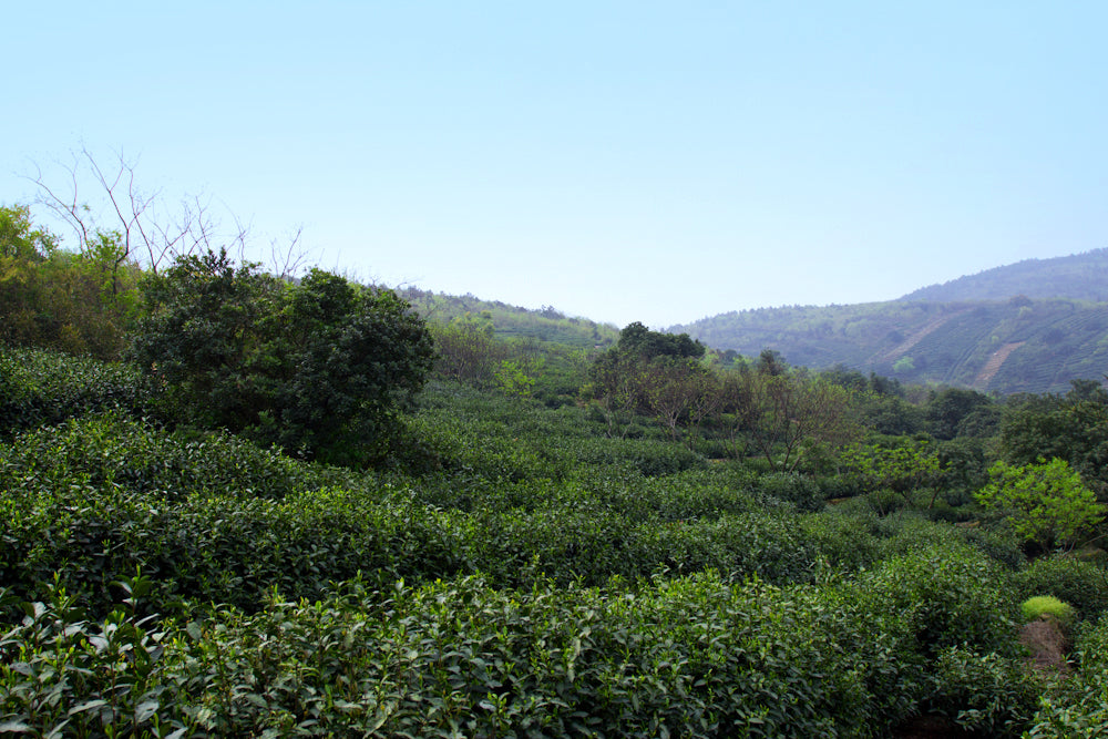 Informal Tea pure green tea fields china