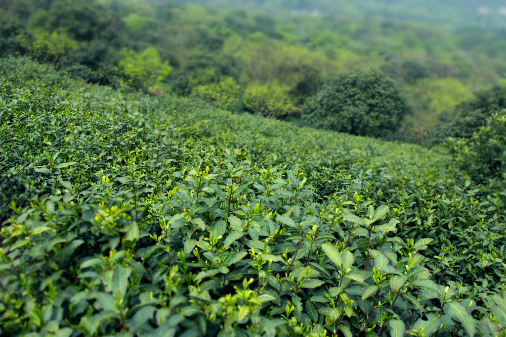 informal tea pure green teafields