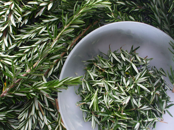 Organic rosemary stripped and ready to be dried