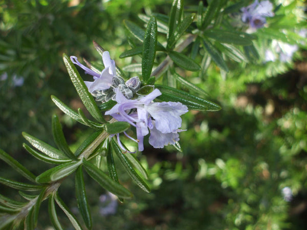 wild grown rosemary tauranga new zealand