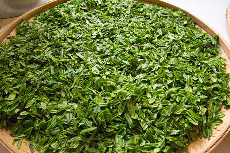 freshly picked green tea leaves