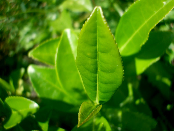 New Zealand Tea plant by Informal Tea Co.