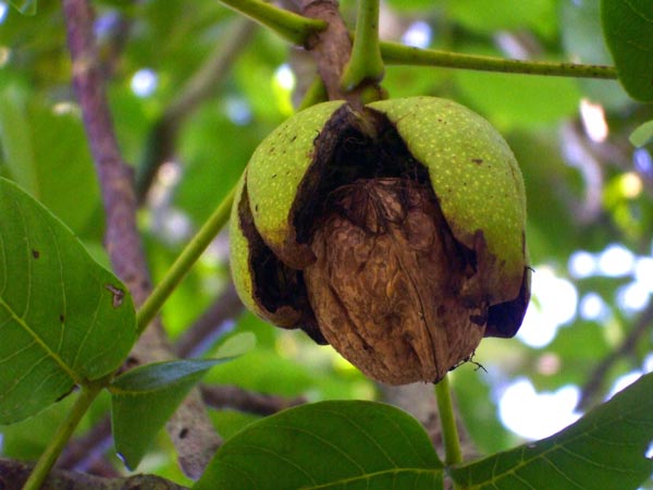 Organic walnut hanging from our walnut tree