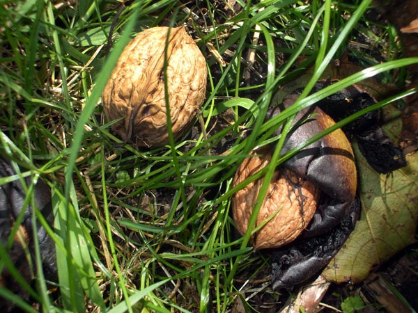 walnuts on the ground