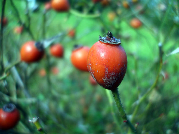 picking wild grown rosehips tauranga new zealand