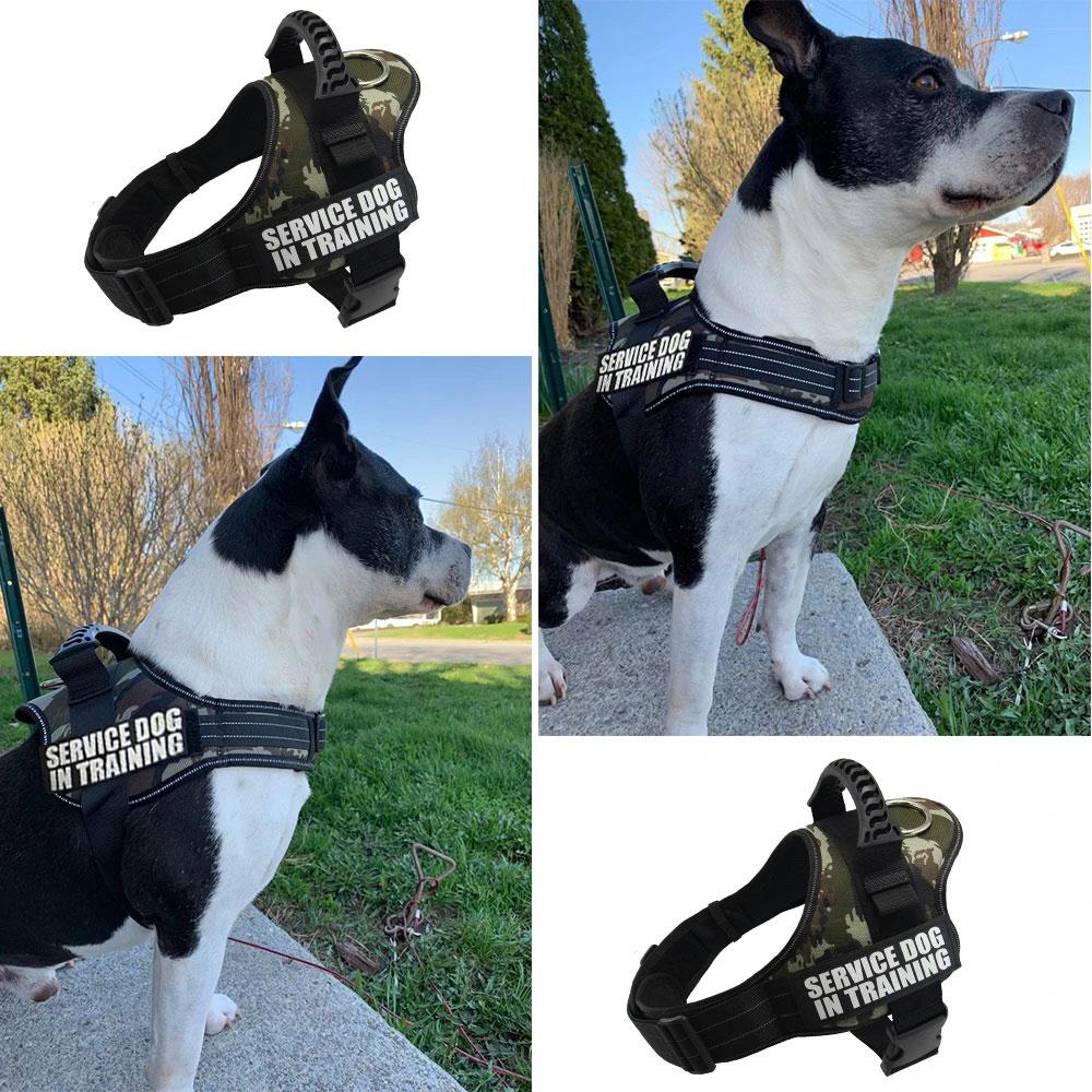 custom dog harness and leash