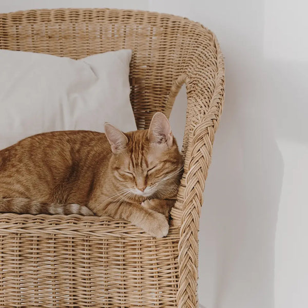 Katze erholt sich auf einem Rattansessel