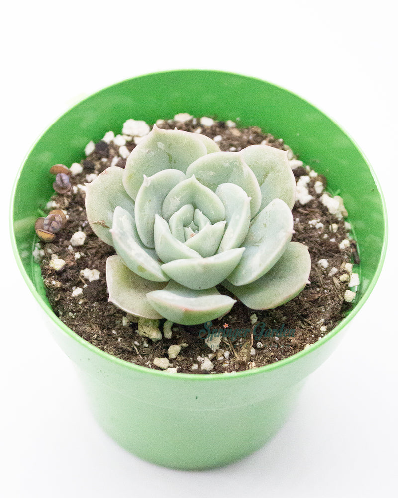 Graptopetalum apricot variegata (7cm Plant Size 4 heads)