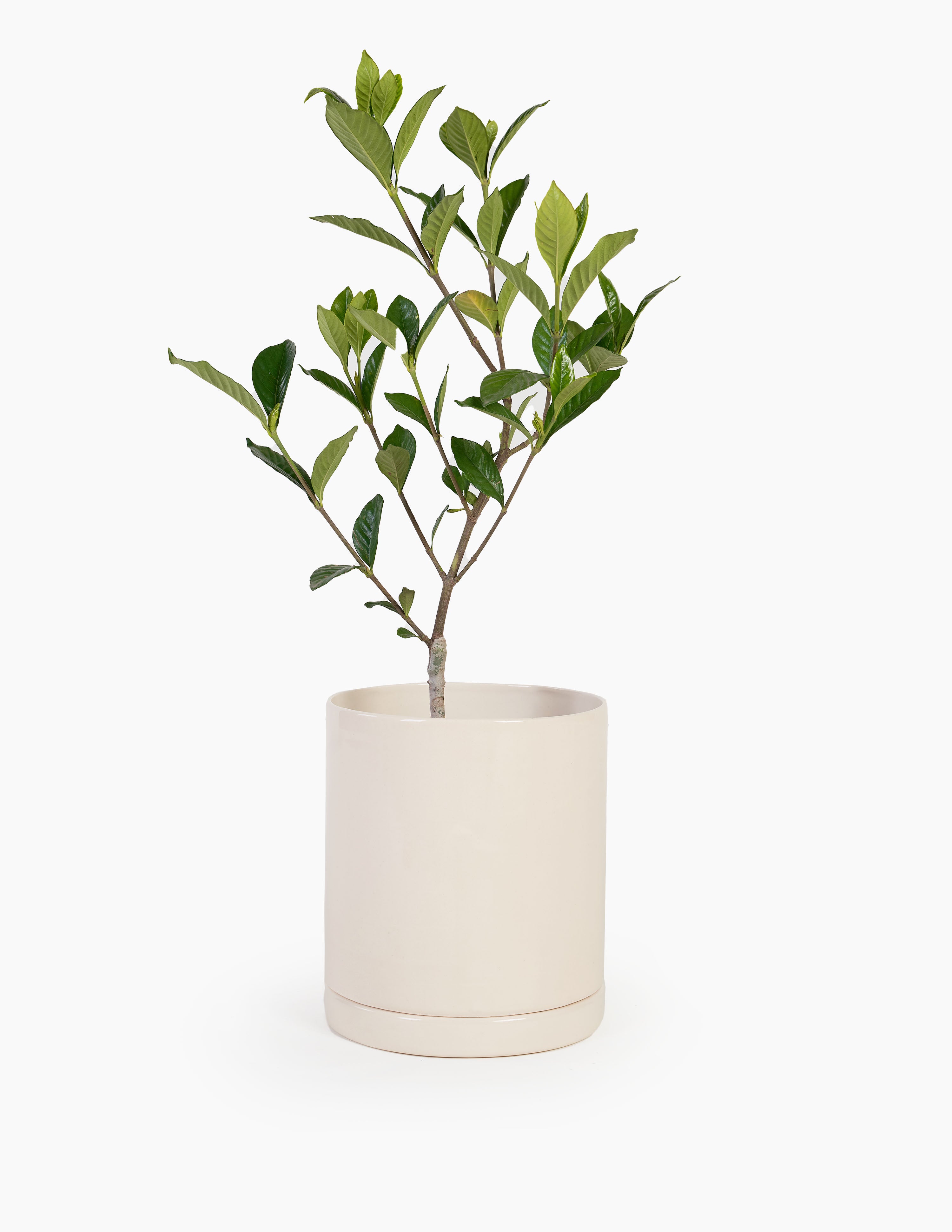 Planta Jazmin en maceta de cerámica | Compra plantas online | Balcón –  Balcón Plantas