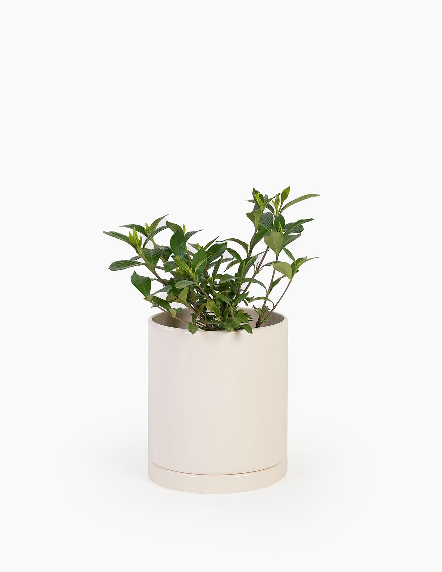 Planta Jazmín en maceta de cerámica | Compra plantas online | Balcón –  Balcón Plantas