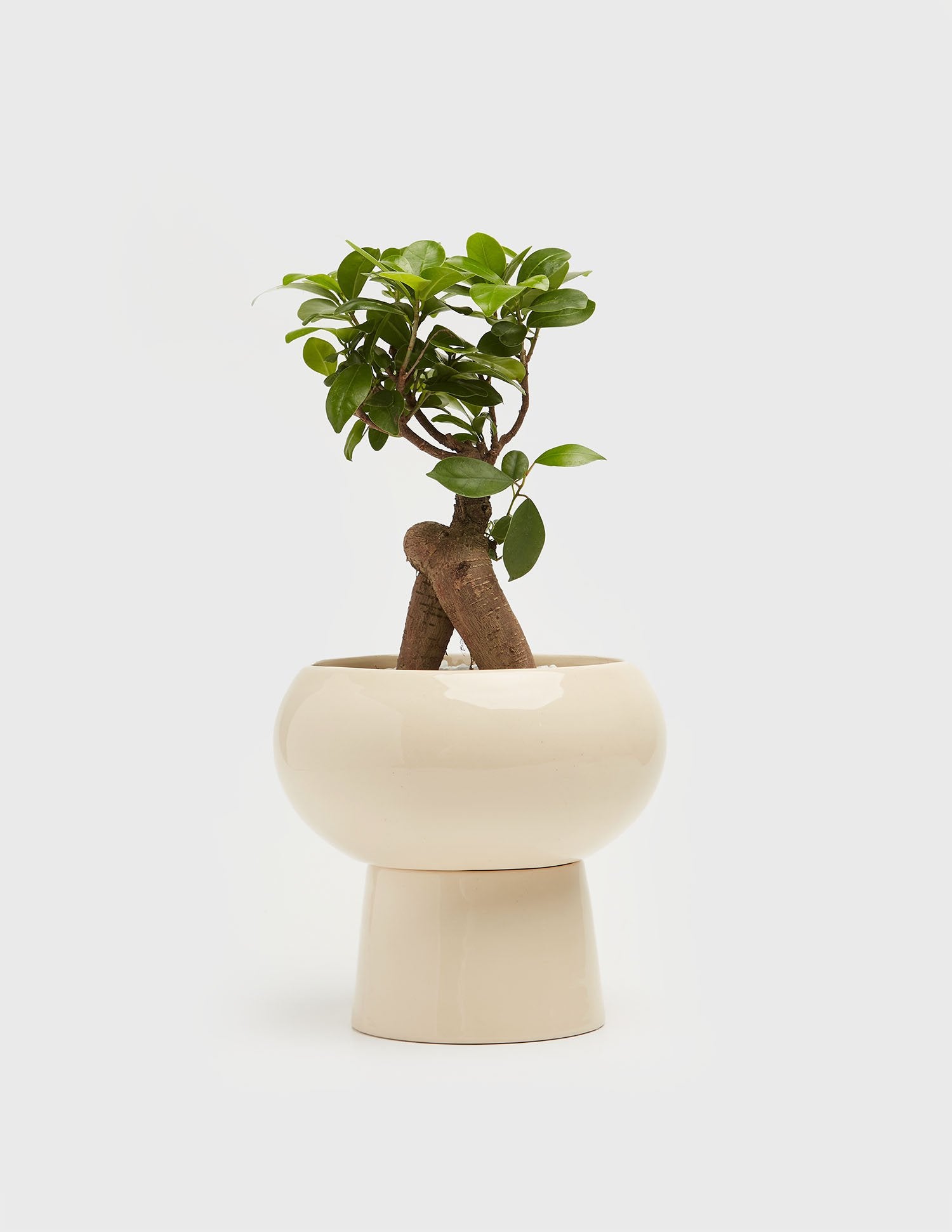 Planta Ficus en maceta de cerámica | Compra plantas online | Balcón