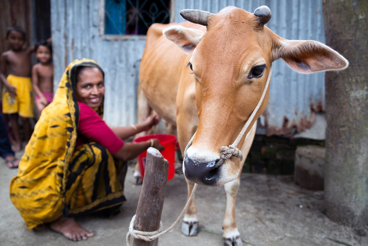 Woman Milked Like A Cow